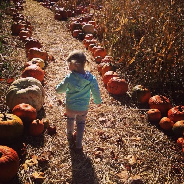 PART OF THE JOY FOR US IS WATCHING LITTLE ONES AND THEIR AMAZEMENT OF THE PUMPKINS. NOTHING MAKES OUR HEART HAPPIER THAN SEEING THE SMILES WHEN A LITTLE ONE FINDS THEIR PERFECT PUMPKIN!