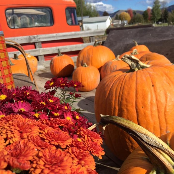 tHE BEAUTY OF BLUE SKIES, CRISP FALL MONTANA DAYS FILLED WITH FALL FLOWERS AND PUMPKINS ON THE FARM JUST MAKE US SMILE EVERY YEAR! wE NEVER GET TIRED OF FALL DAYS AT TURNER FARMS! CAN'T WAIT TO SHARE THE BEAUTY WITH YOU THIS YEAR!!