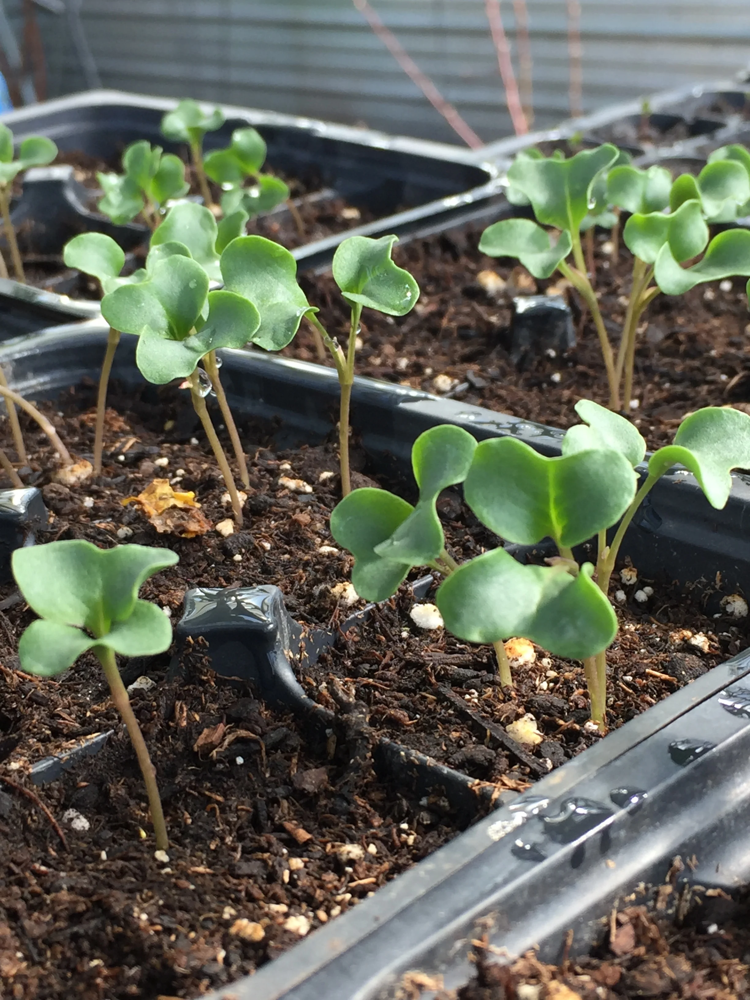 Broccoli seedlings