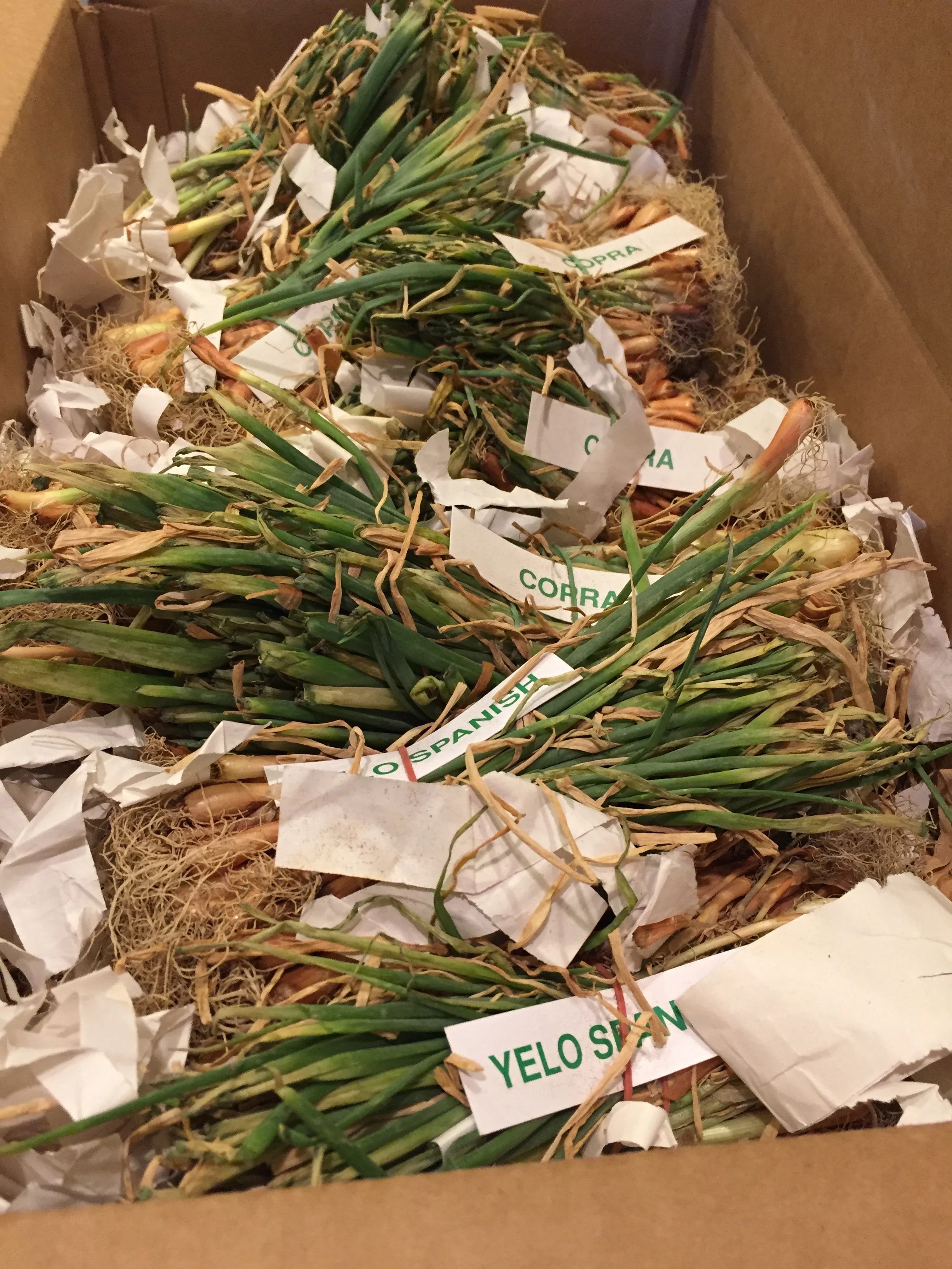 Onions...lots of onions!