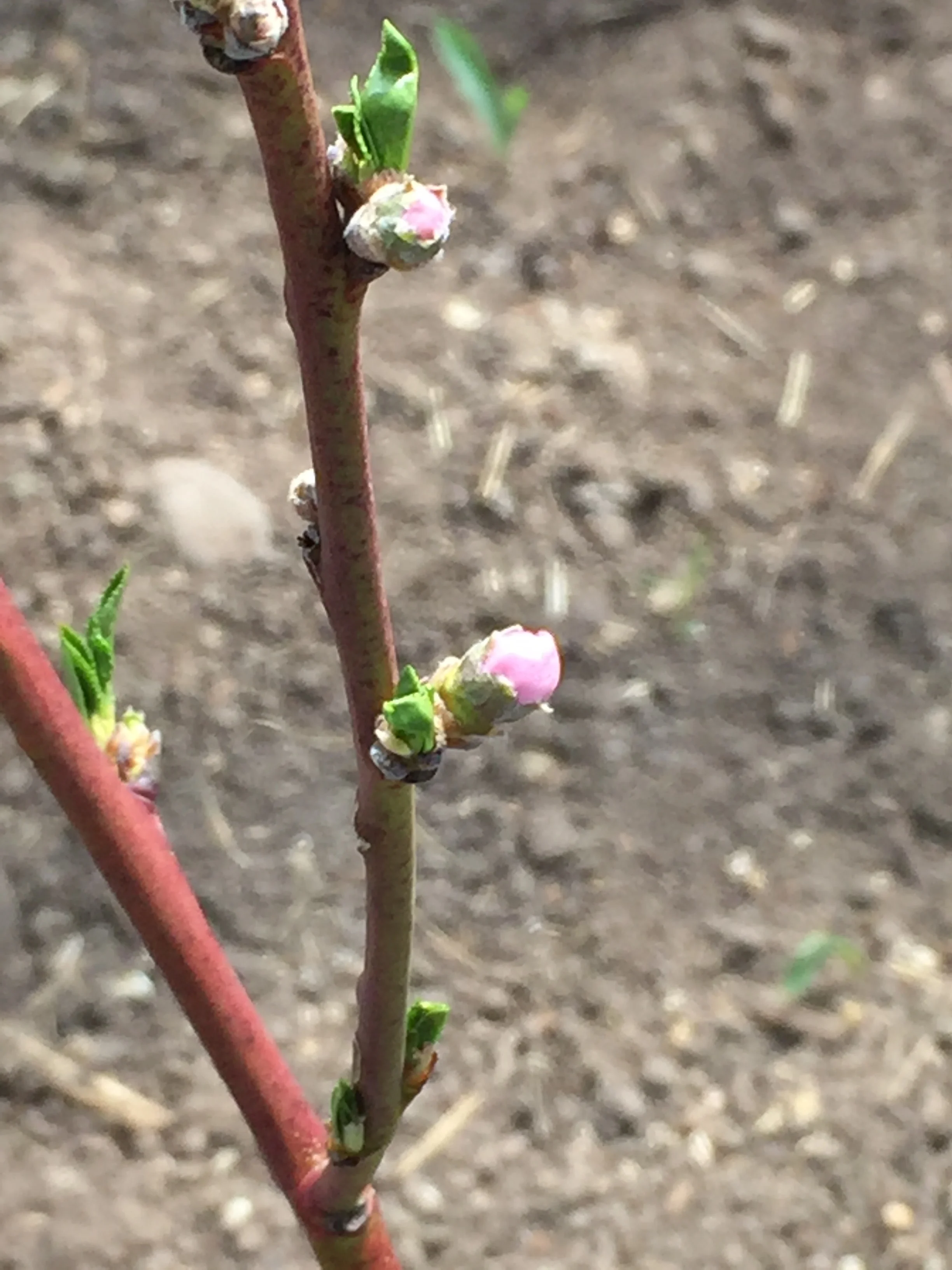 Peach Blossoms!