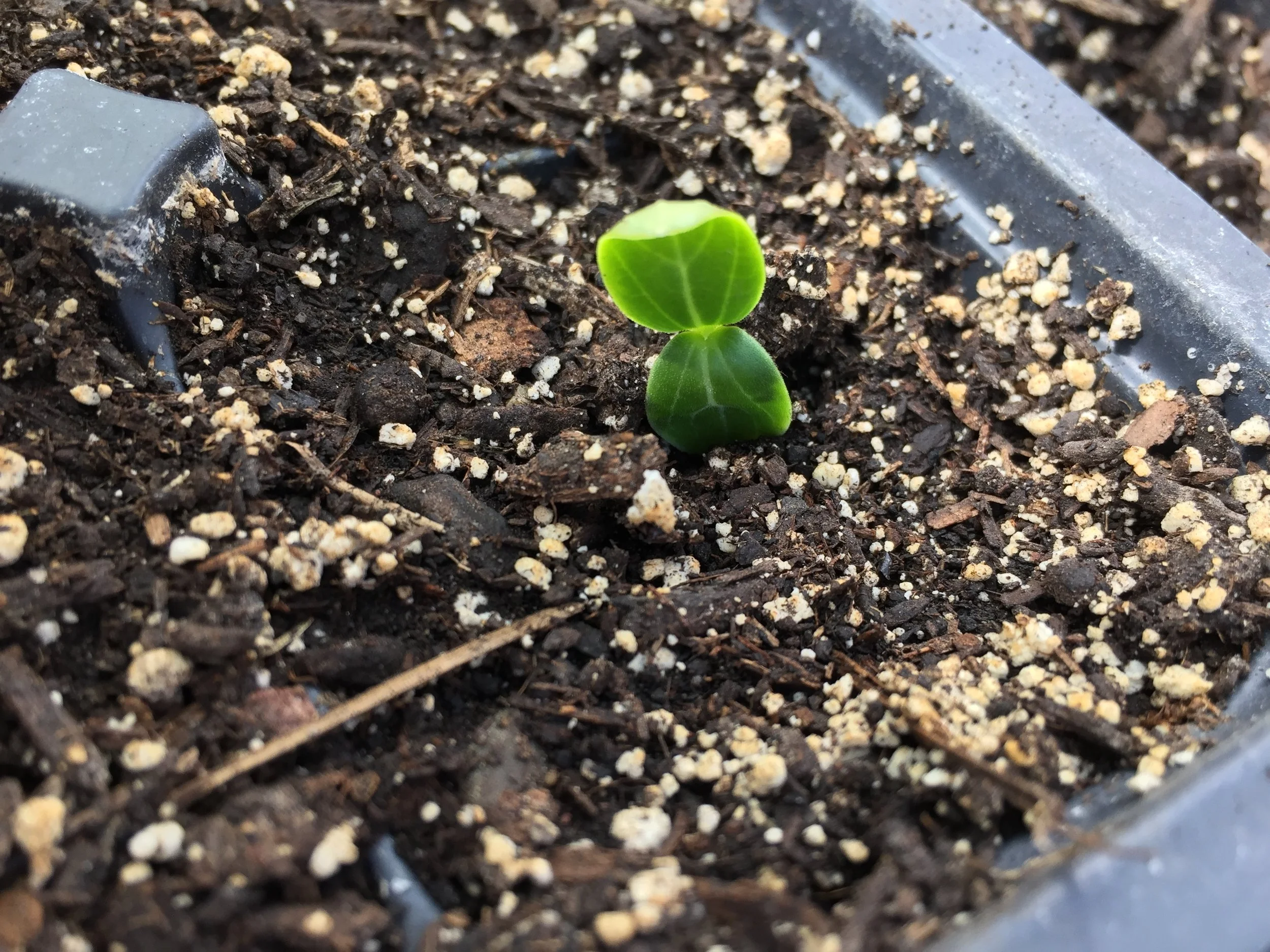 New Life!
