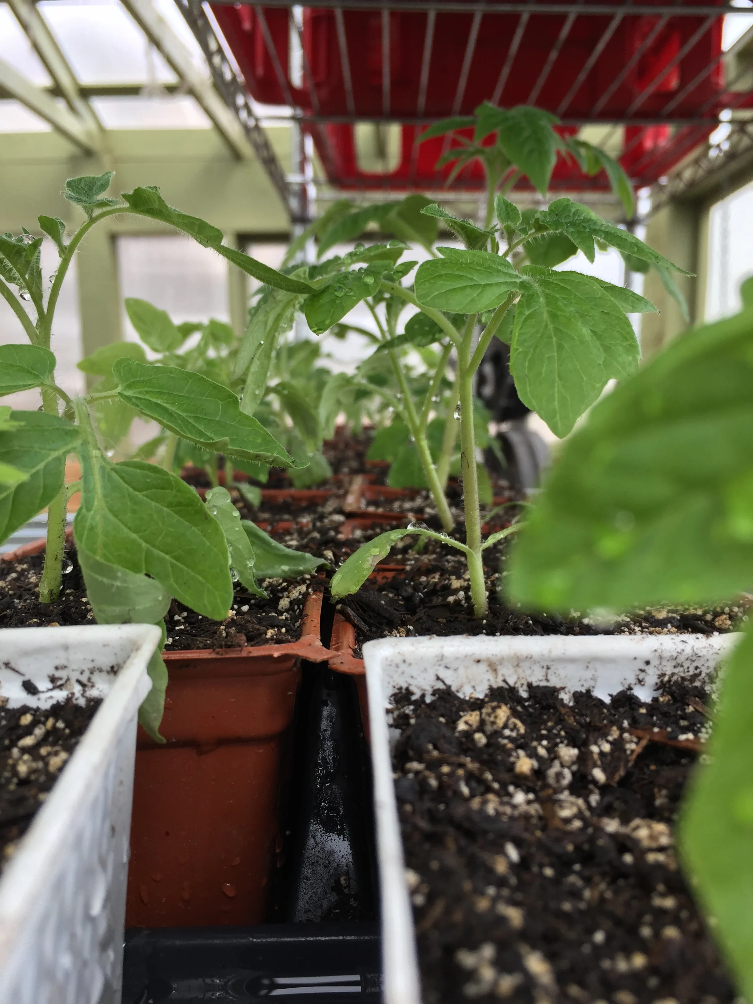 Strong Tomato Starts