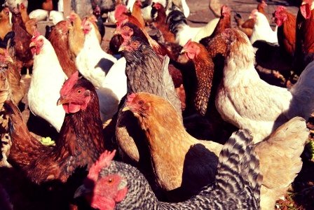 A handful of our happy hens!