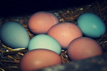 The Heralds of Spring Eating!