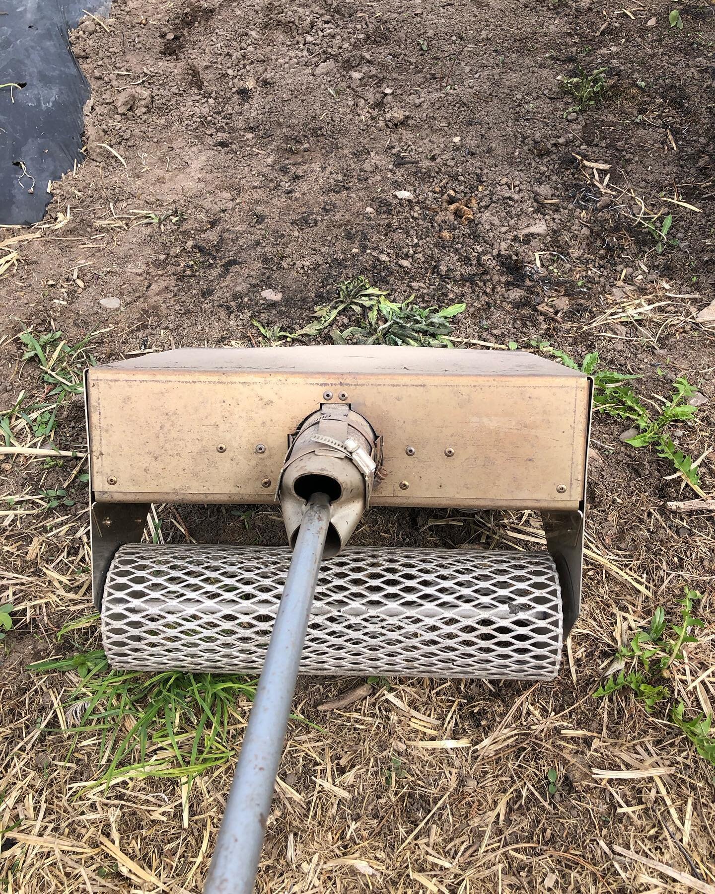 A little flame weeding going down right now before seeding the carrots and beets!
Flame weeding is a superb way of killing off thread stage weeds and prepping the beds for crops like carrots and beets which labor intensive to weed. It&rsquo;s not a p