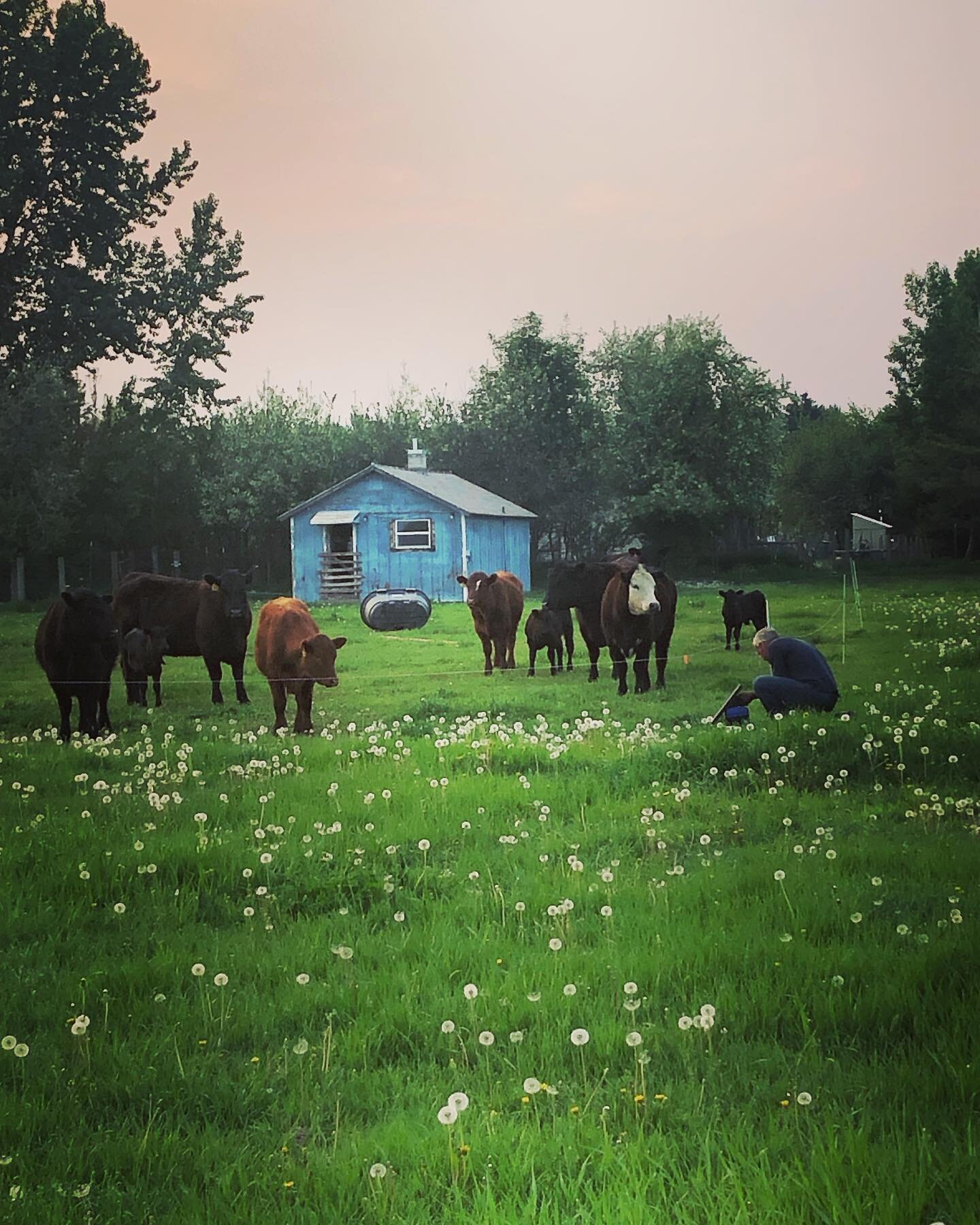 Thanks to Ethan, we have integrated solar electric fencing for the cattle. They are moved everyday to a new section of pasture. 
It&rsquo;s pretty cool to see how the cows respect the wire. But it&rsquo;s even more incredible to see the positive impa