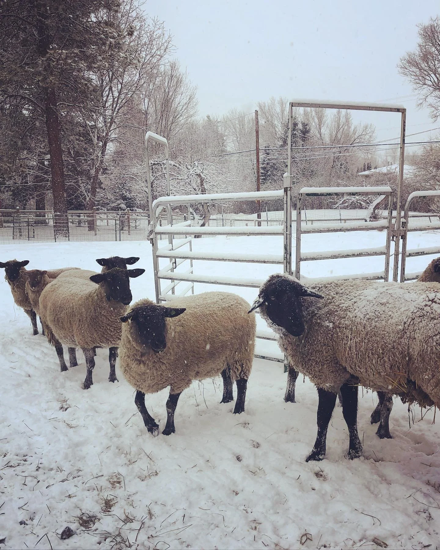 Sheep in Winter.jpg