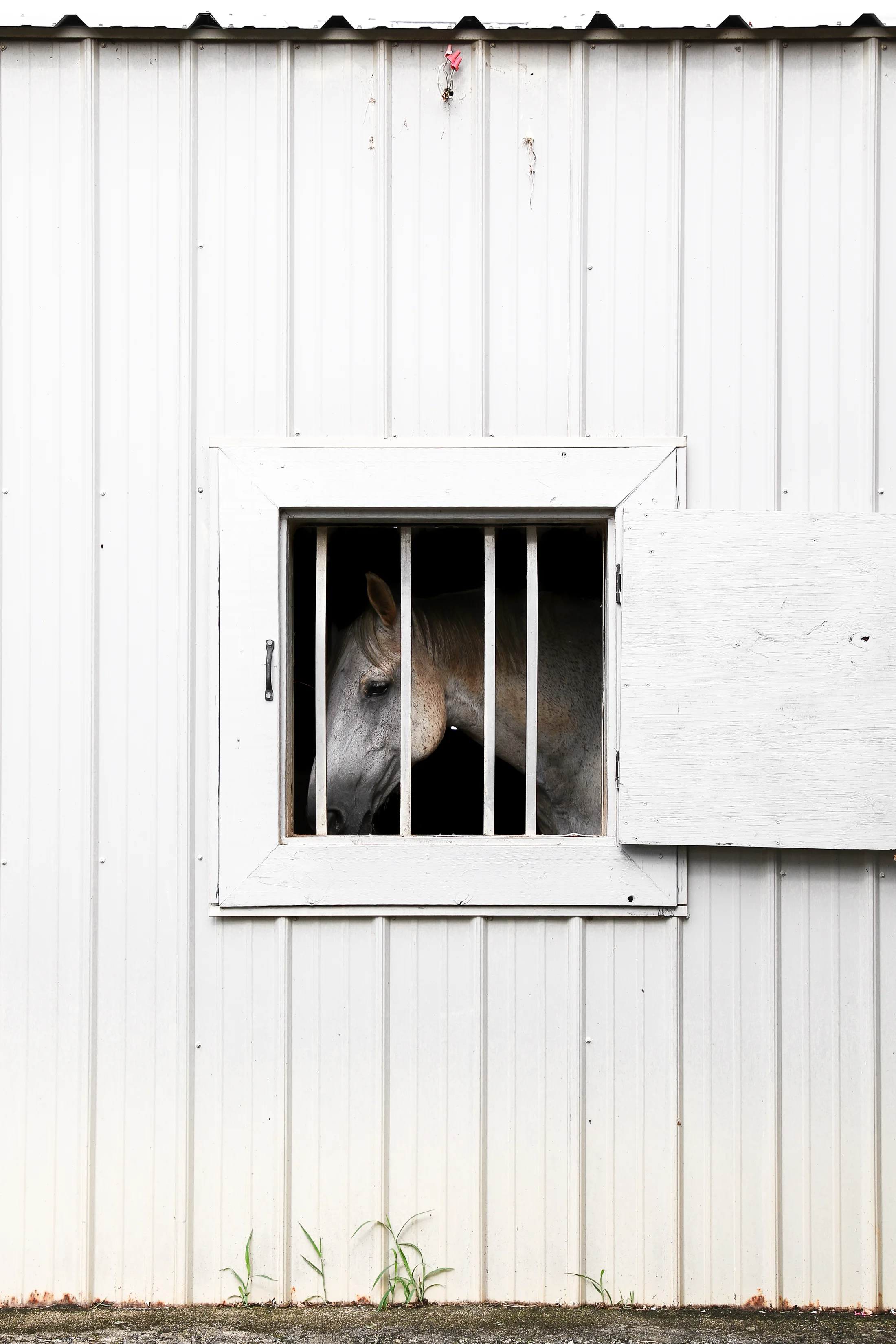 George, a University of Georgia equestrian horse, peers out the window of his stable in Bishop, Georgia, on Tuesday, July 17, 2018.