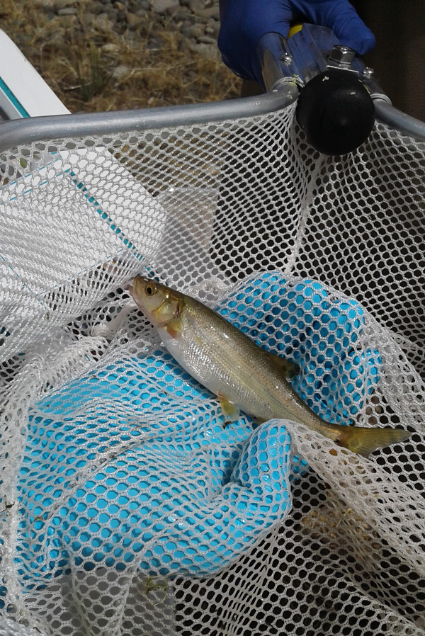 iNATURE-fish-net-web.png
