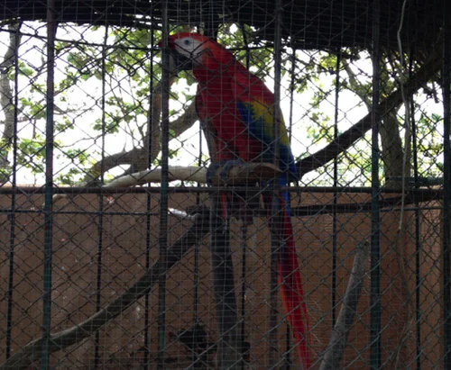 Jana visiting the Animal Refuge Center in Costa Rica