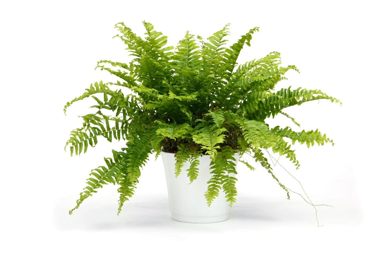 nephrolepis-11288346155NbuA.jpg