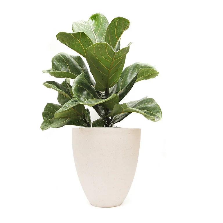 Ficus-White-Terrazzo1.jpg