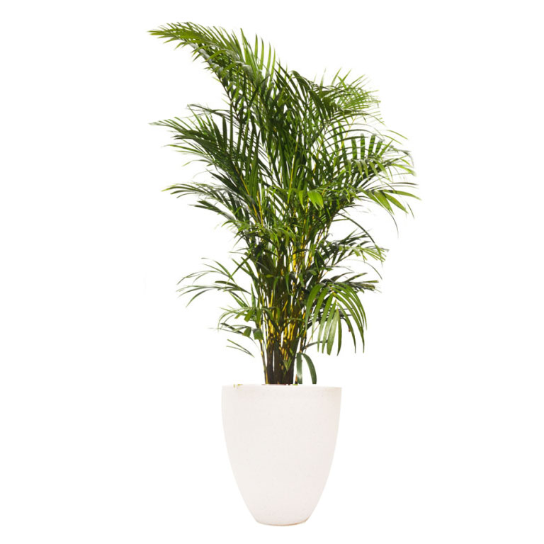Palm-Terrazzo-Pot-Large.jpg