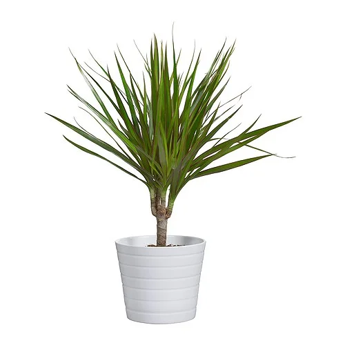 kardemumma-plant-pot-white__0122561_PE213049_S4.JPG