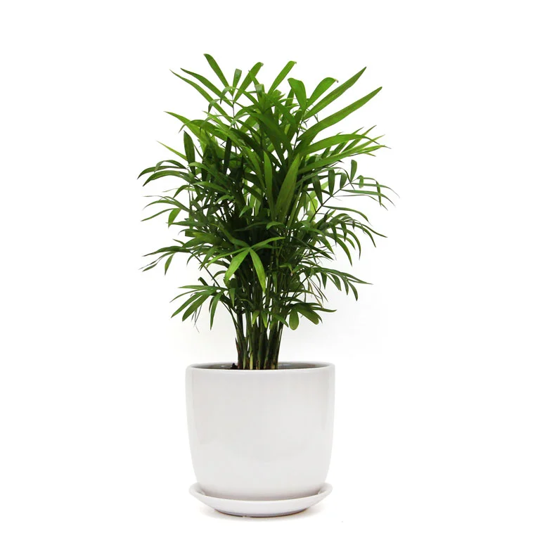 White-Parlour-Palm.jpg