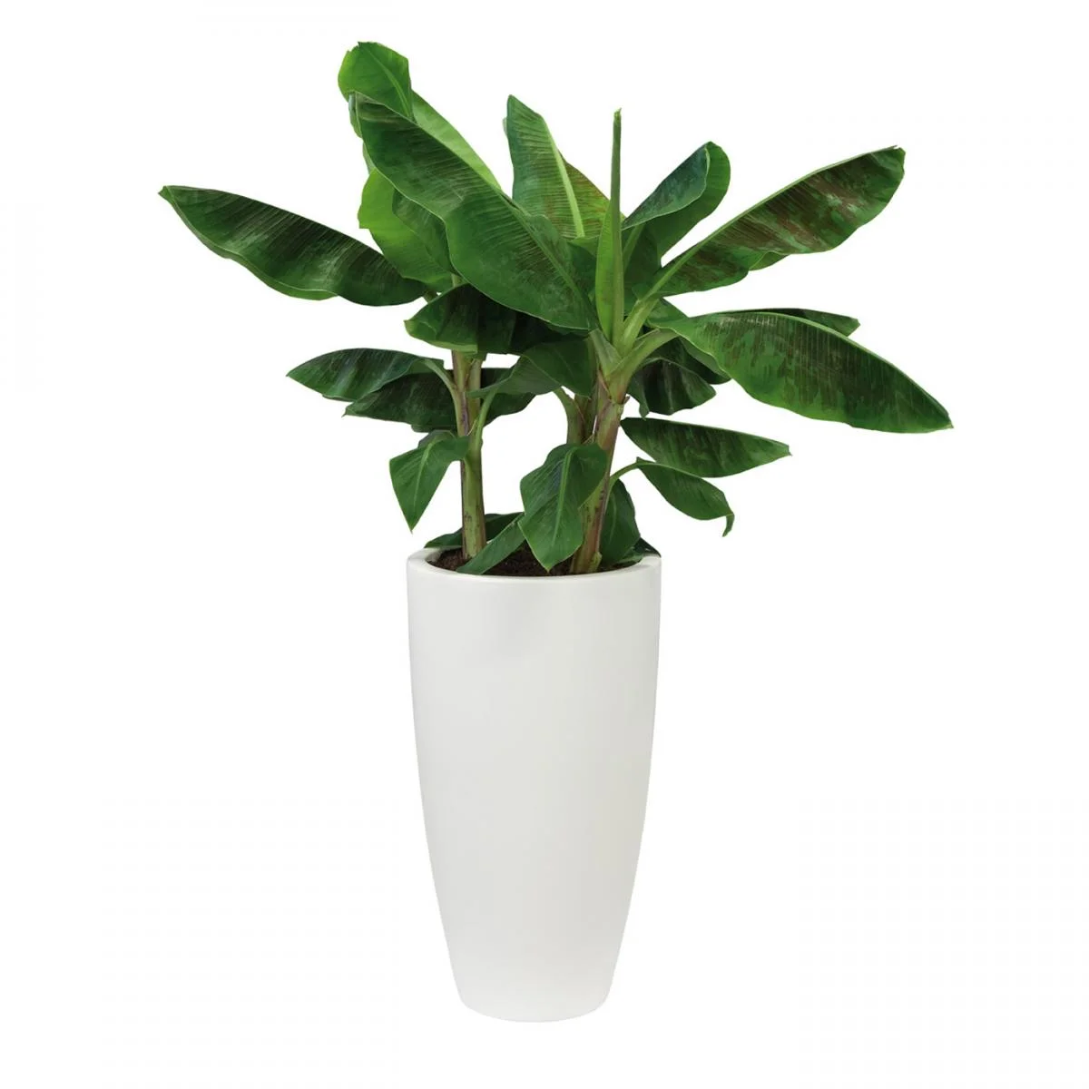 gavin-jones-pure-soft-round-high-white-pot plant-combination.jpg