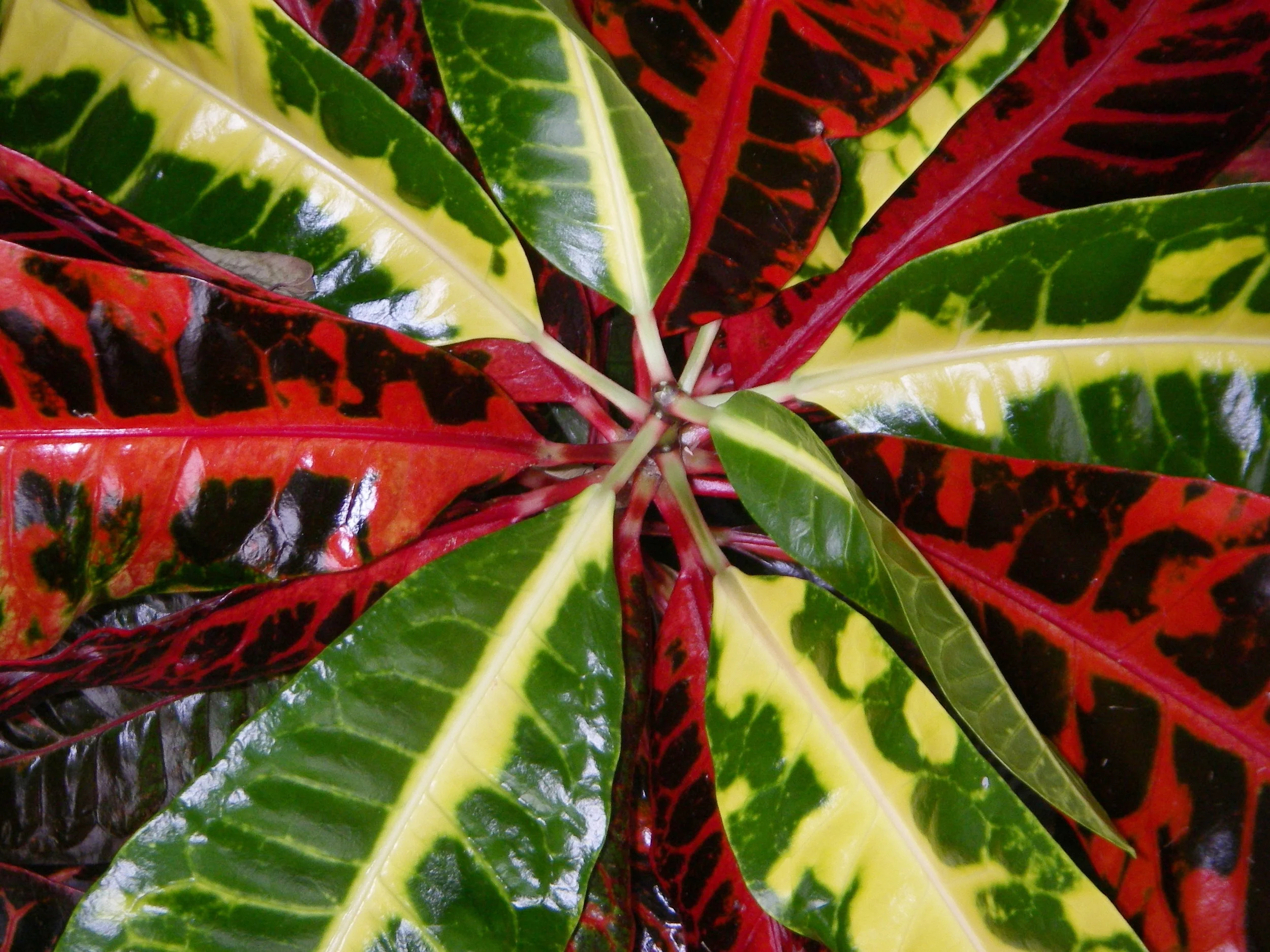 BCCroton1 copy.JPG