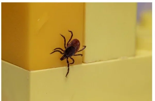 Screenshot of ABC15390_offthemrkt.com.docx - Google Docs (1).jpg