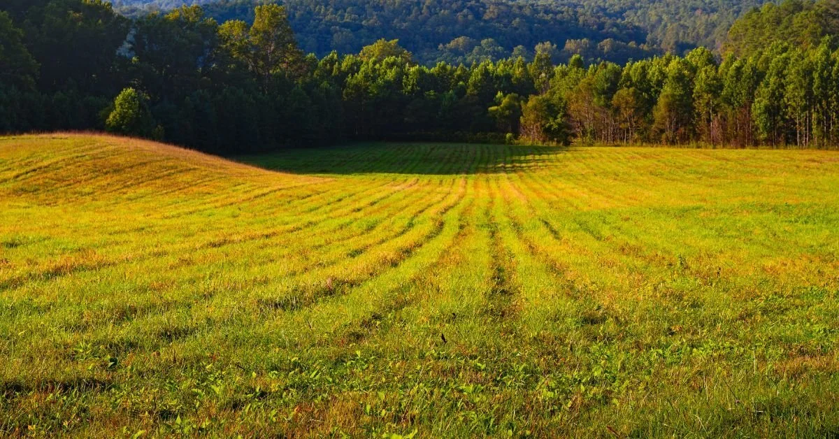 Understanding Rural Property Market Trends