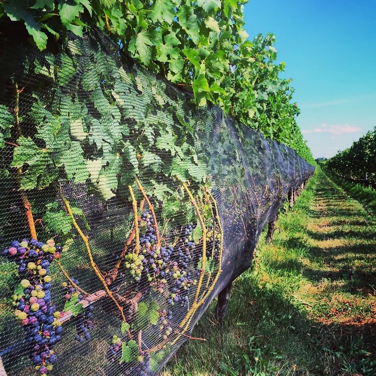 Harbes Family Vineyard