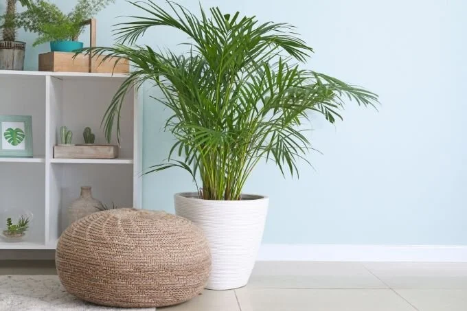 5 of Our Favorite Home Design Tips That Focus on Wellness