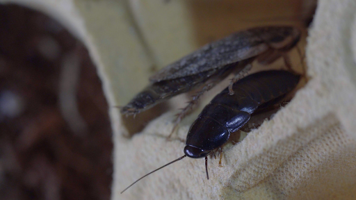 The Terrifying Secrets of Common Household Pests