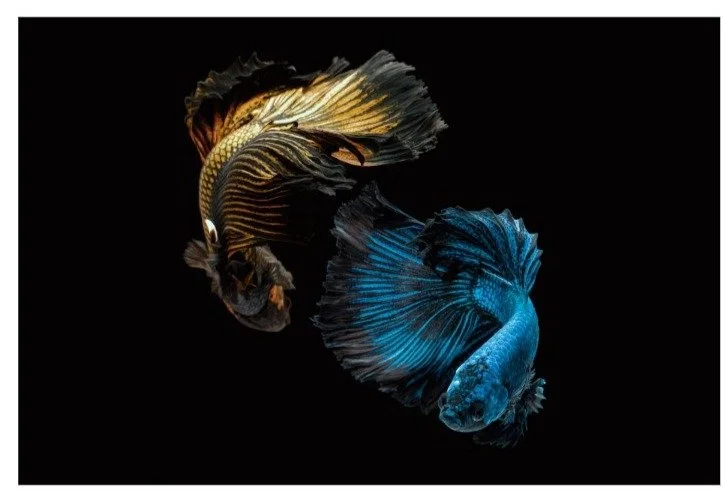 Exploring the Unique Color Patterns and Genetics of Alien Betta Fish