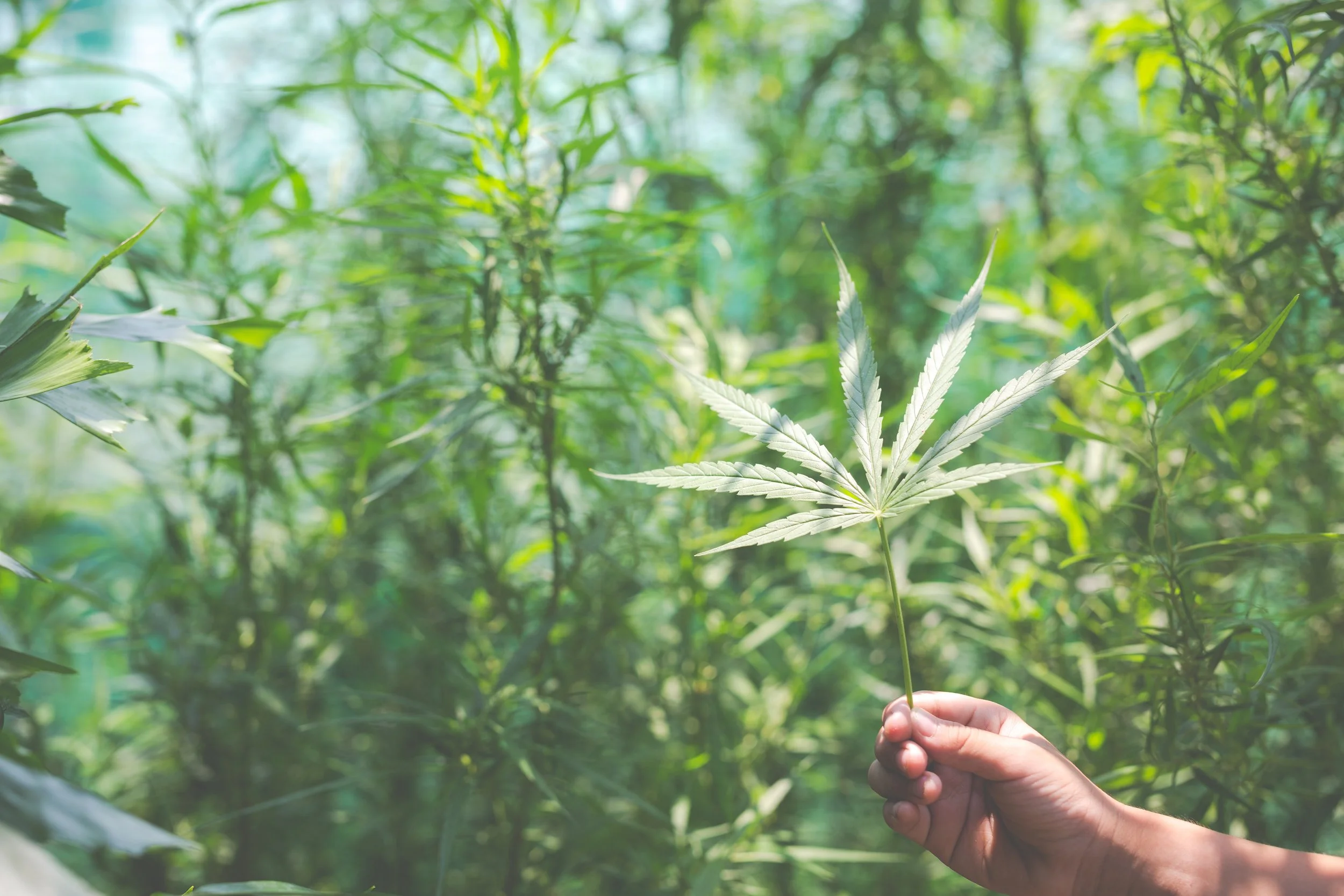 hand-marijuana-leaves.jpg
