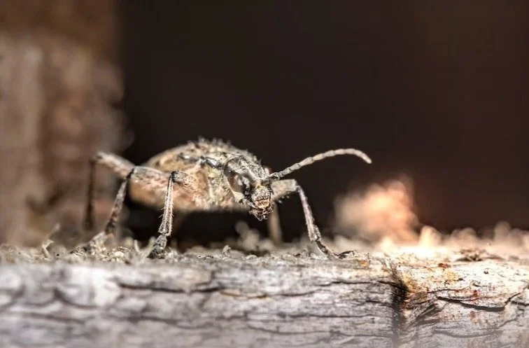 Invasion Alert: 6 Shocking Signs of a Pest Problem in Your Home