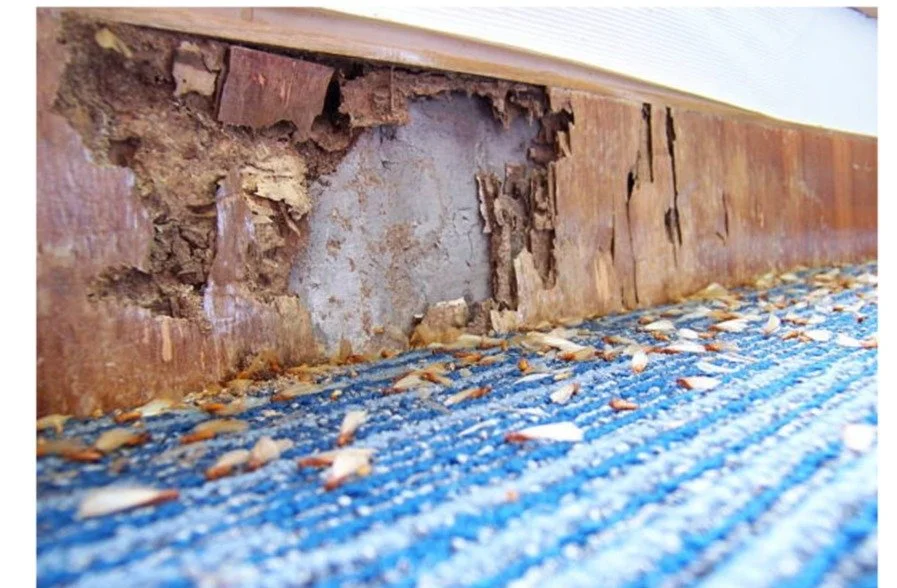 Screenshot of How To Protect Your Home From Costly Termite Damage - Google Docs.jpg