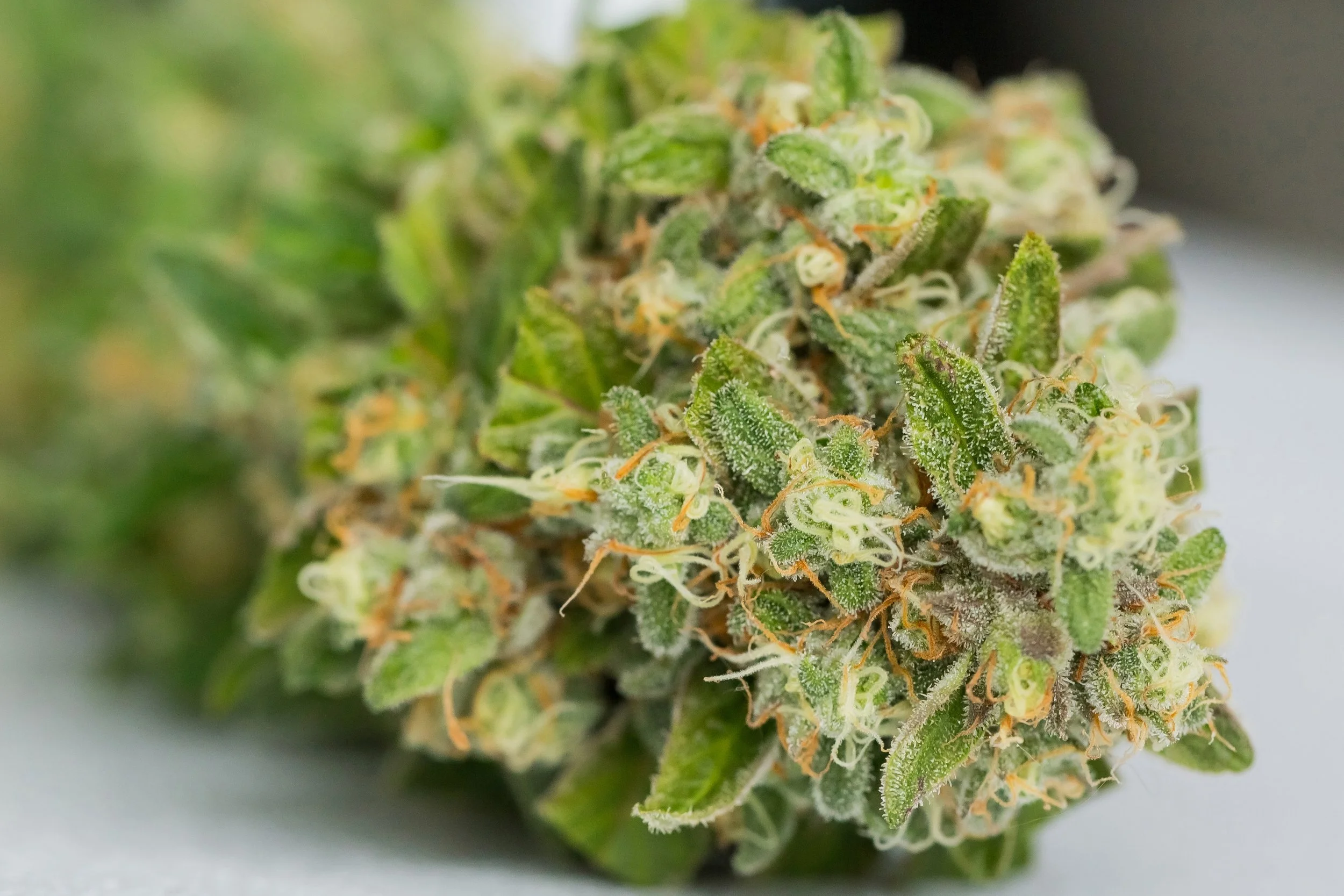 selective-closeup-dry-cannabis-white-surface.jpg