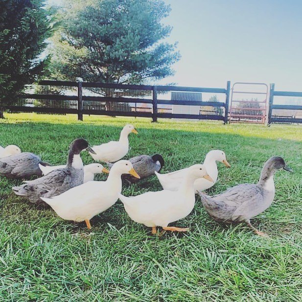 Ducks