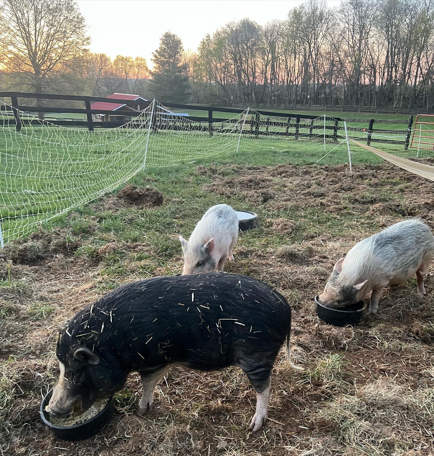 Friday Foster Highlight: These 3 lil senior piggies (they are all 15 and bonded), Maranda, Tucker and Junior, came to us from Easter Snouts Adoptions and Rehoming in March. They needed immediate fostering to get out of a bad situation where the owner