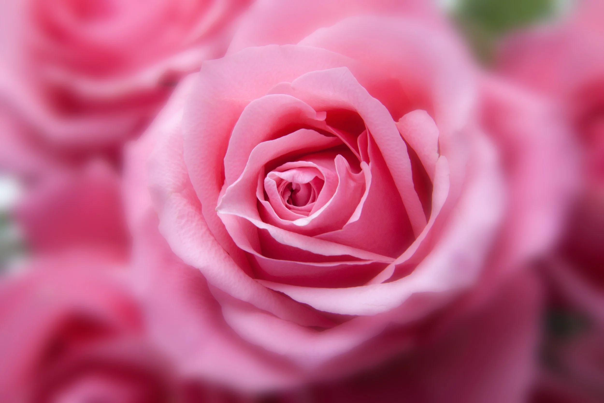 roses-pink-family-rose-family-65254.jpeg