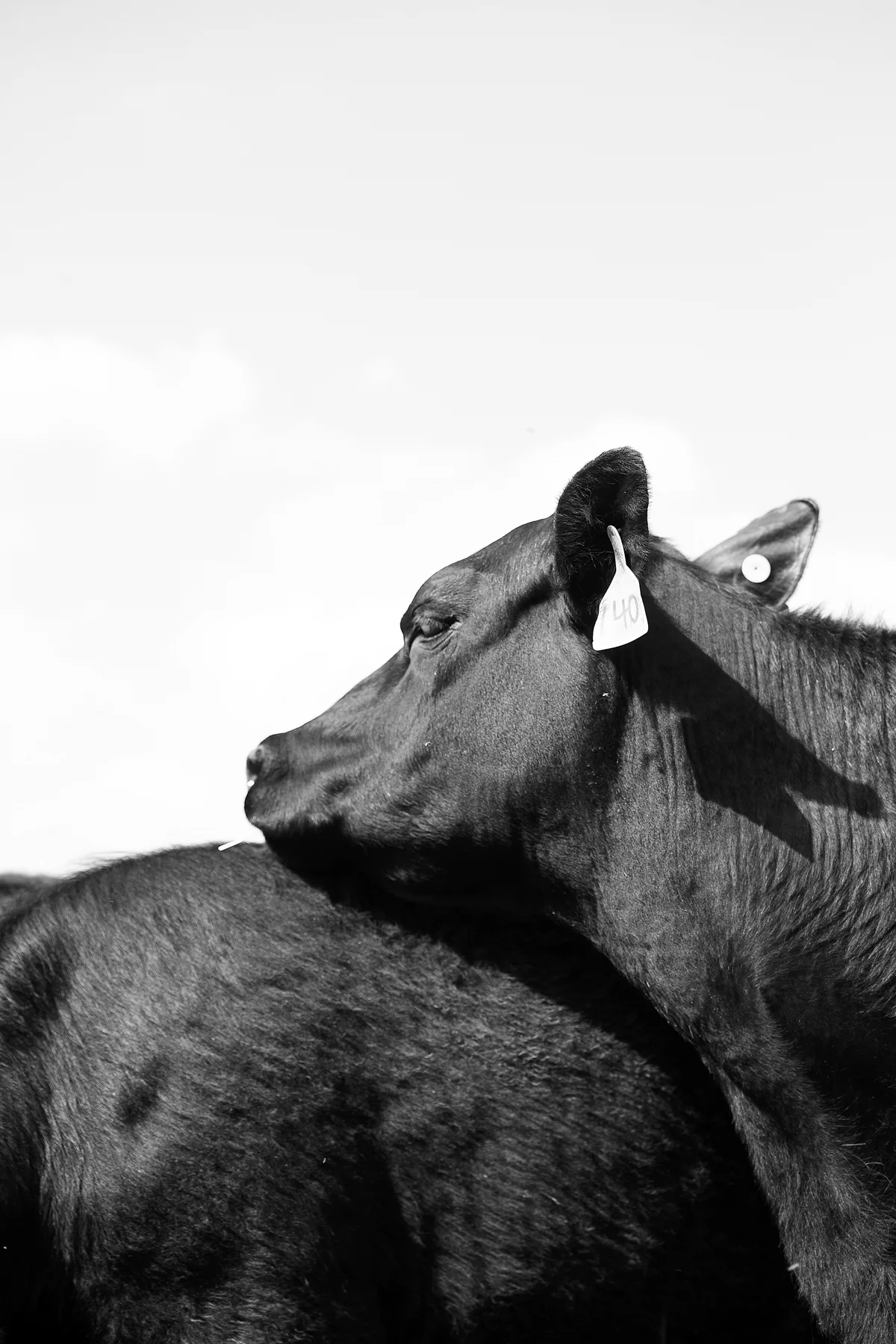 Weber_Ranch_0194.jpg