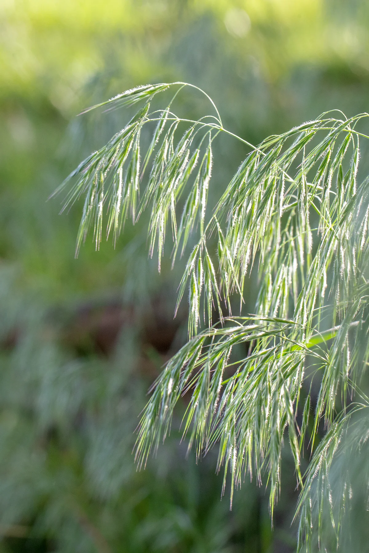 Weber_Ranch_0819.jpg