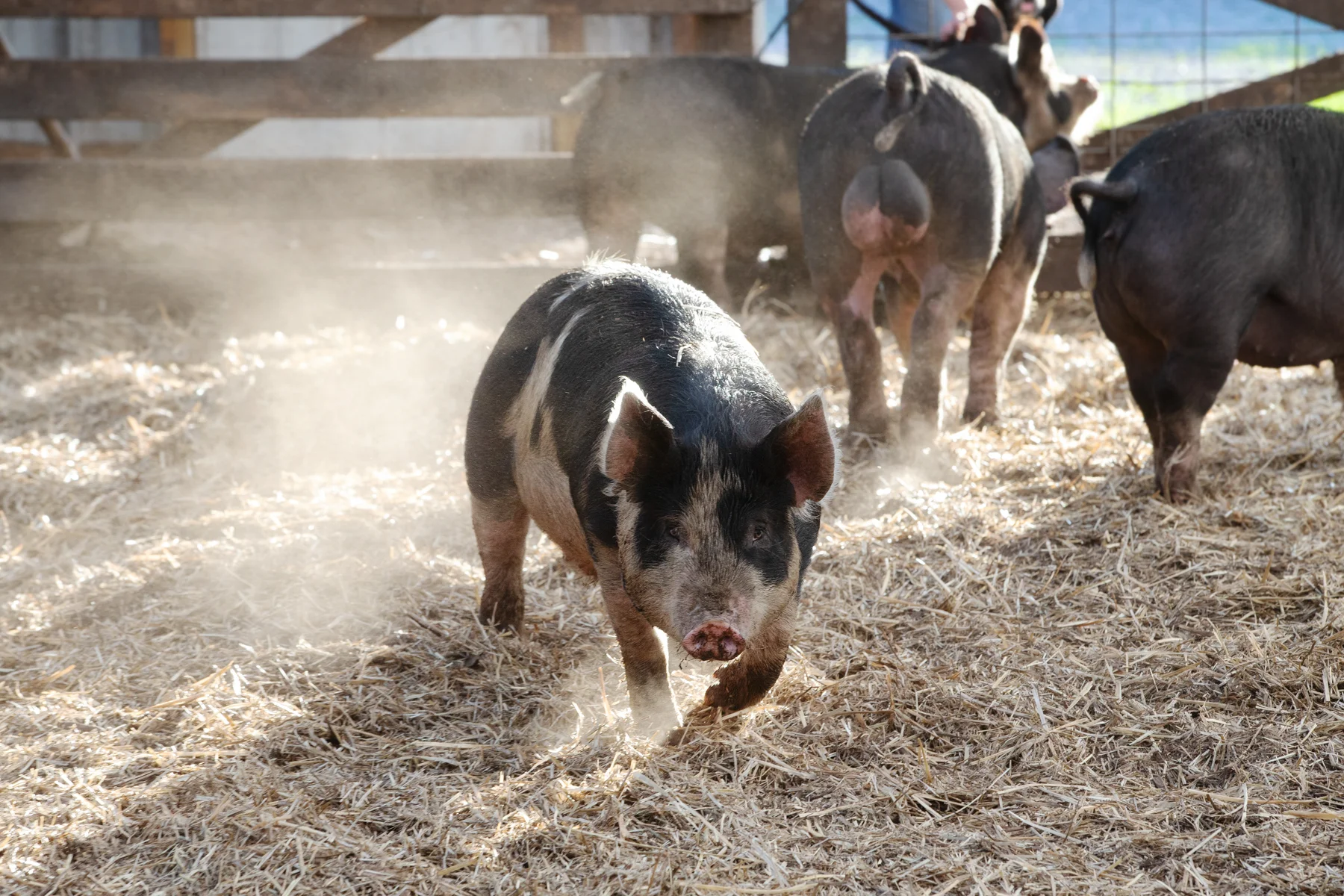 Weber_Ranch_1235.jpg