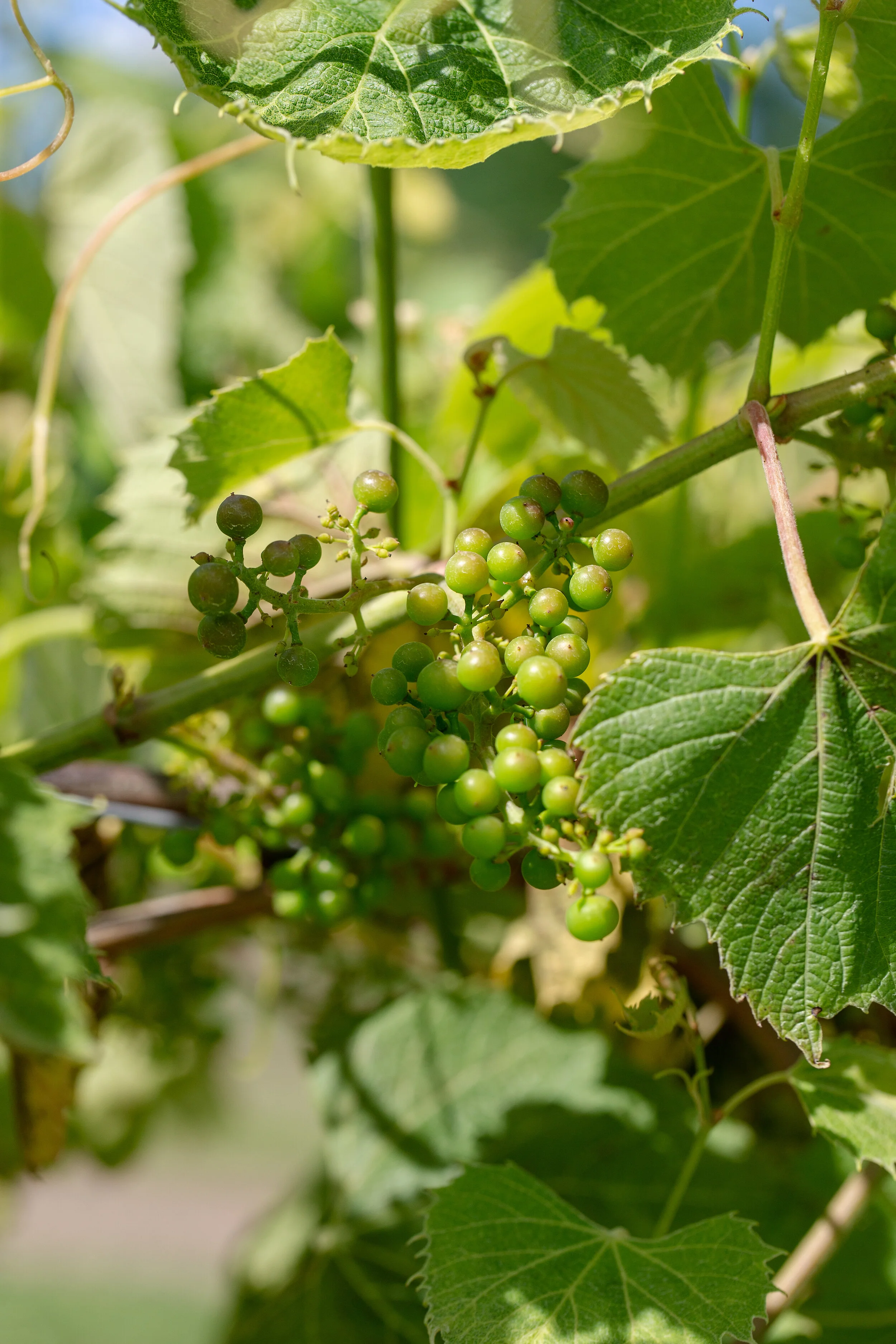 FirelandsWinery_4364.jpg
