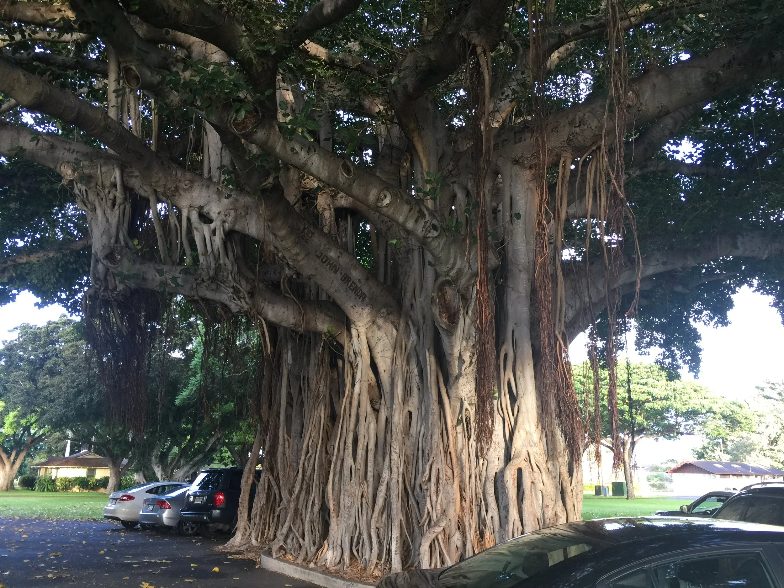 Banyan Tree, Langley Ave, Ford Island