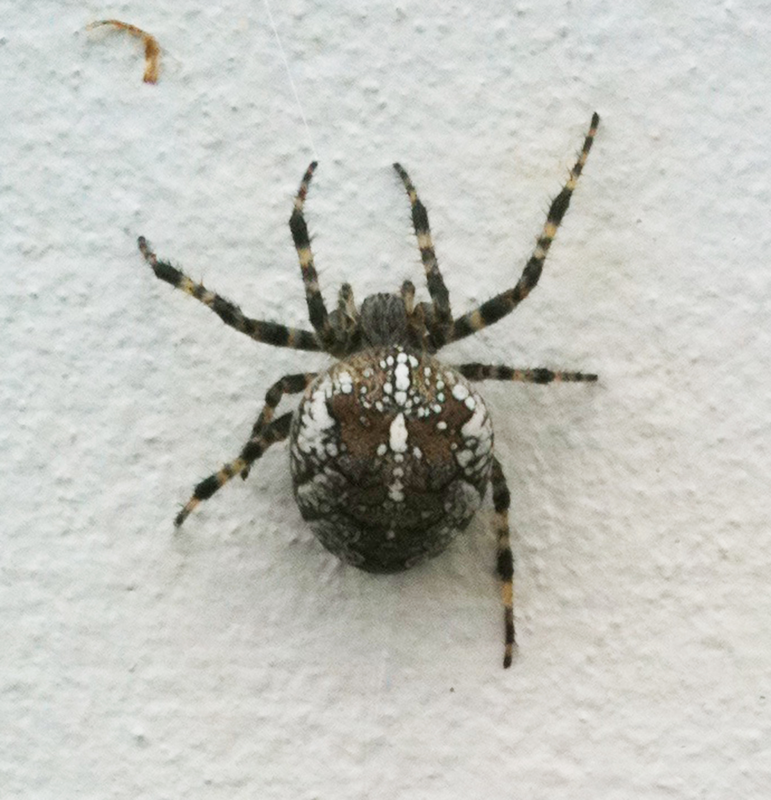 Krosskönguló (Araneus diadematus)