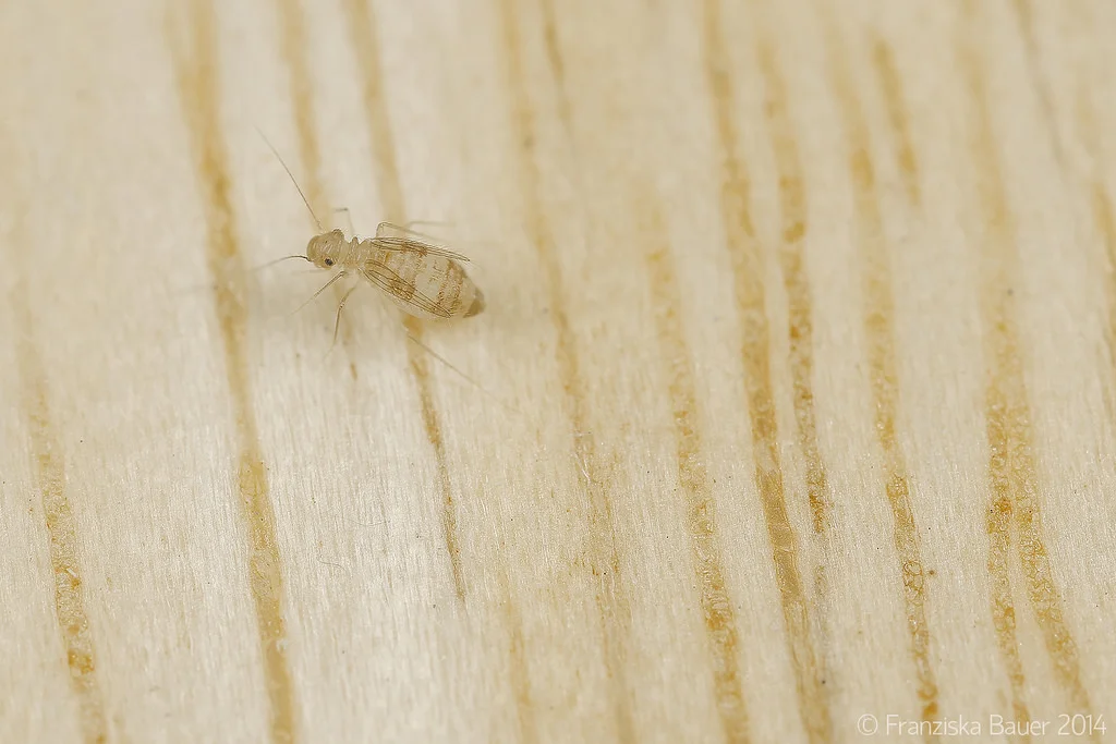 Parketlús (Dorypteryx domestica)
