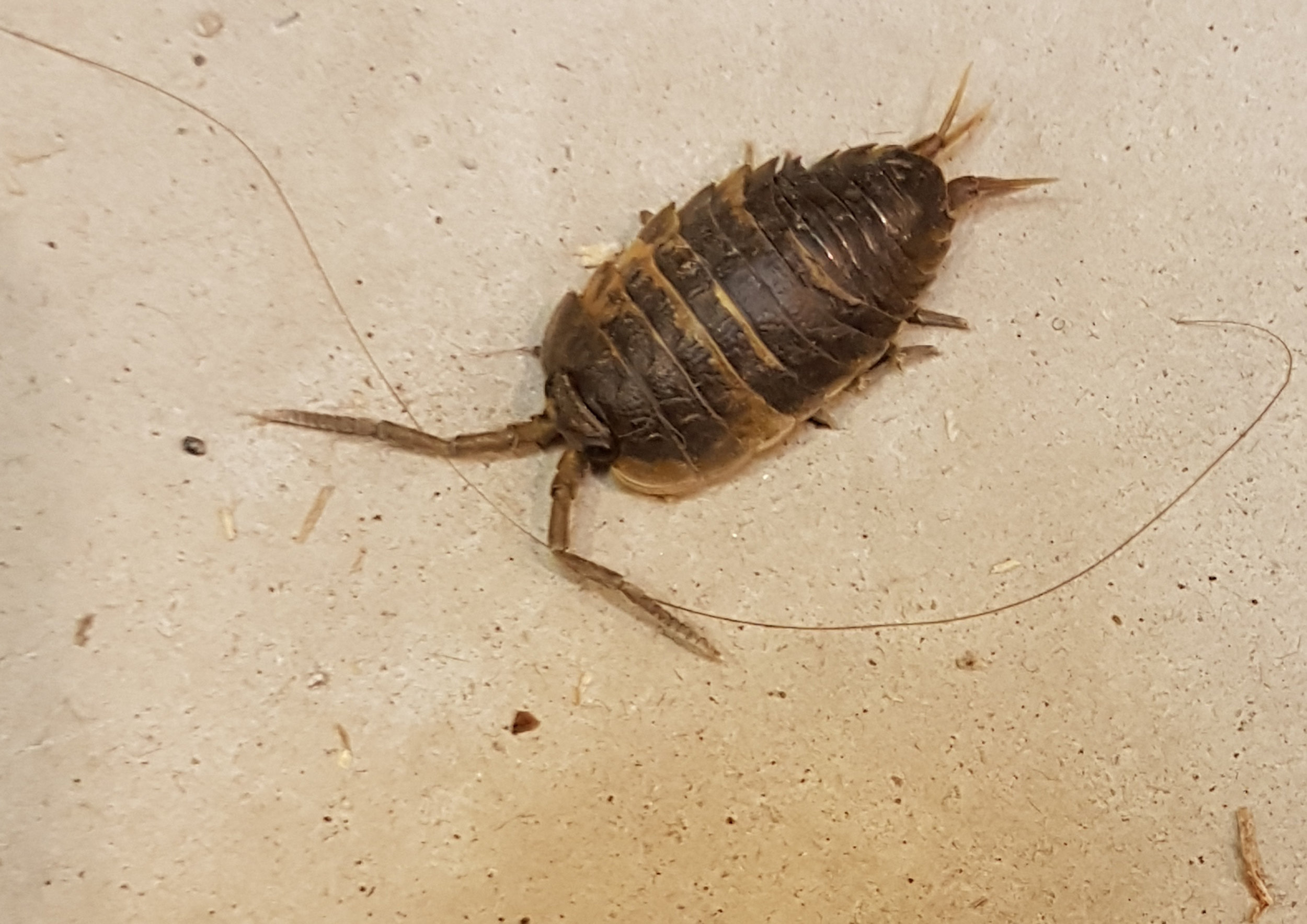 Sölvahrútur (Ligia oceanica)