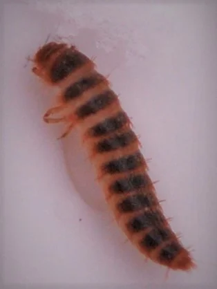 Feldgæra (Attagenus smirnovi)