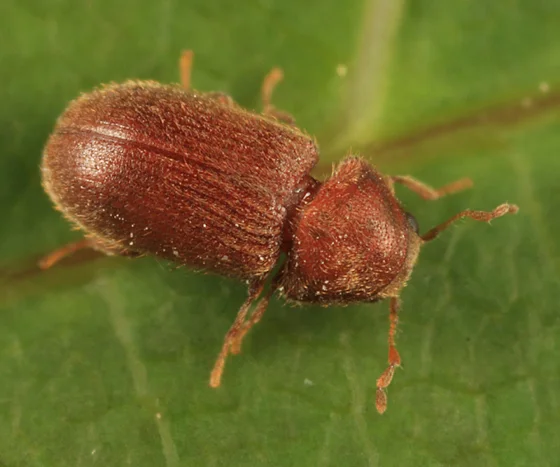 Brauðtítla (Stegobium paniceum)