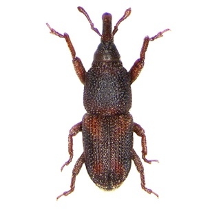Hrísrani (Sitophilus oryzae)