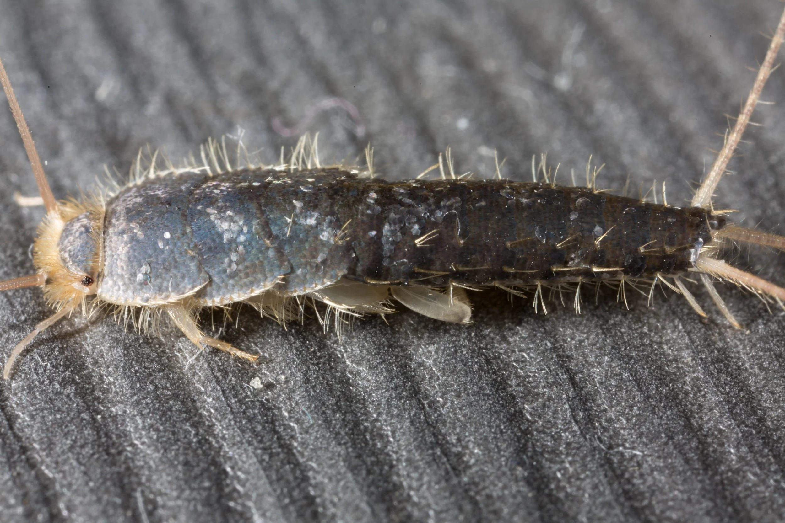 Silverfish_scales.jpg