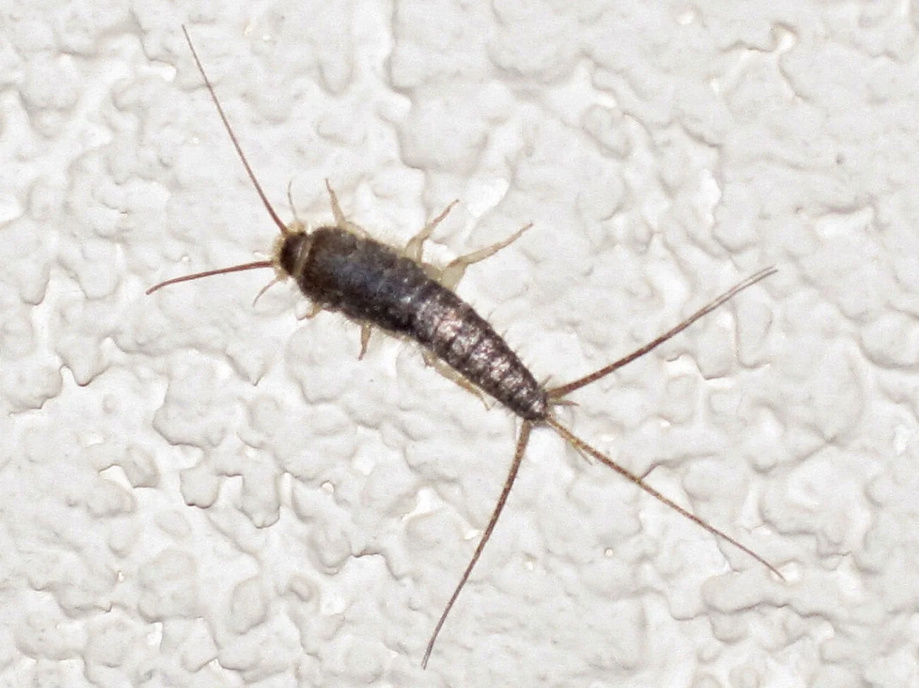 silverfish.JPG