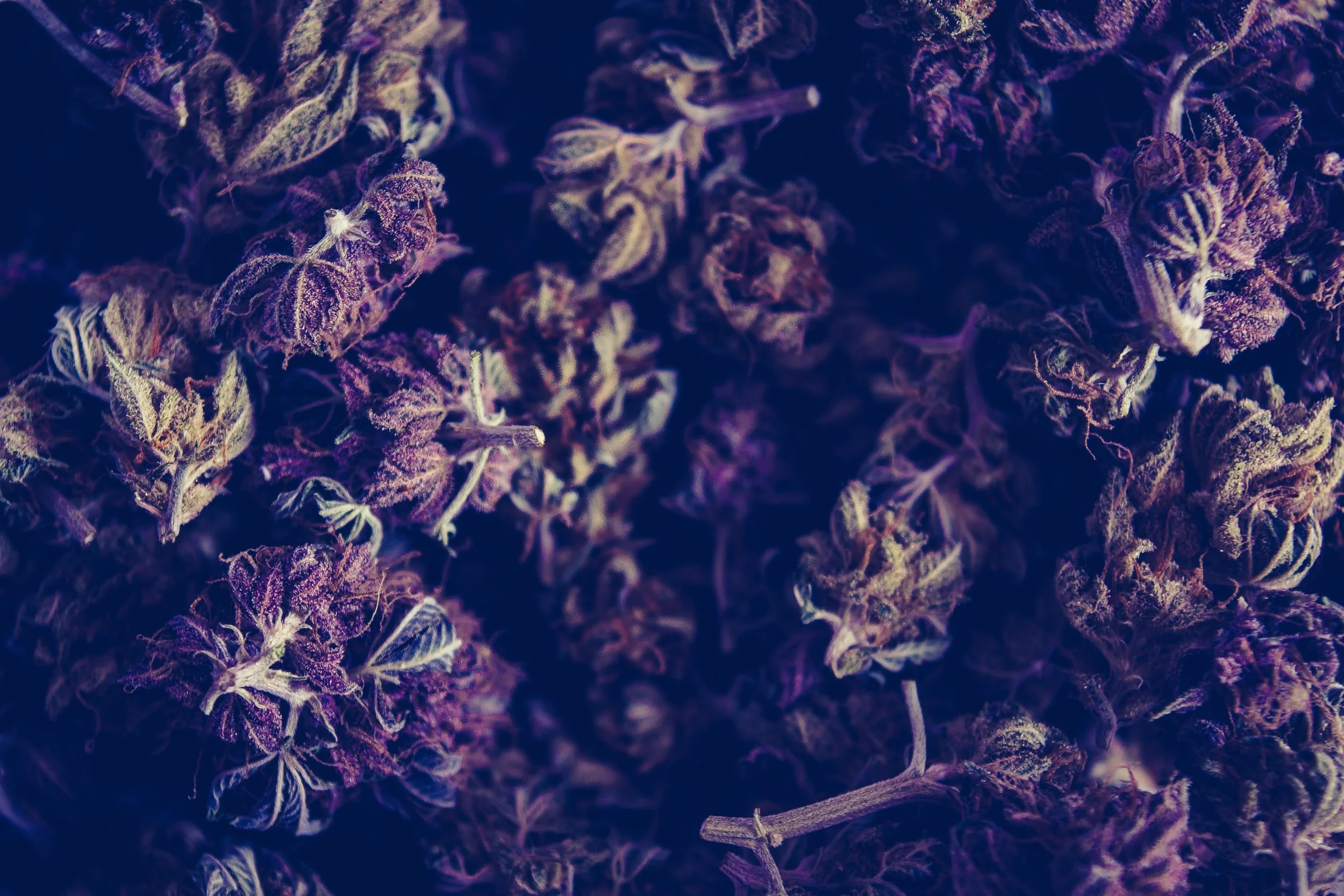 Is It Legal? California's Cannabis Conflict