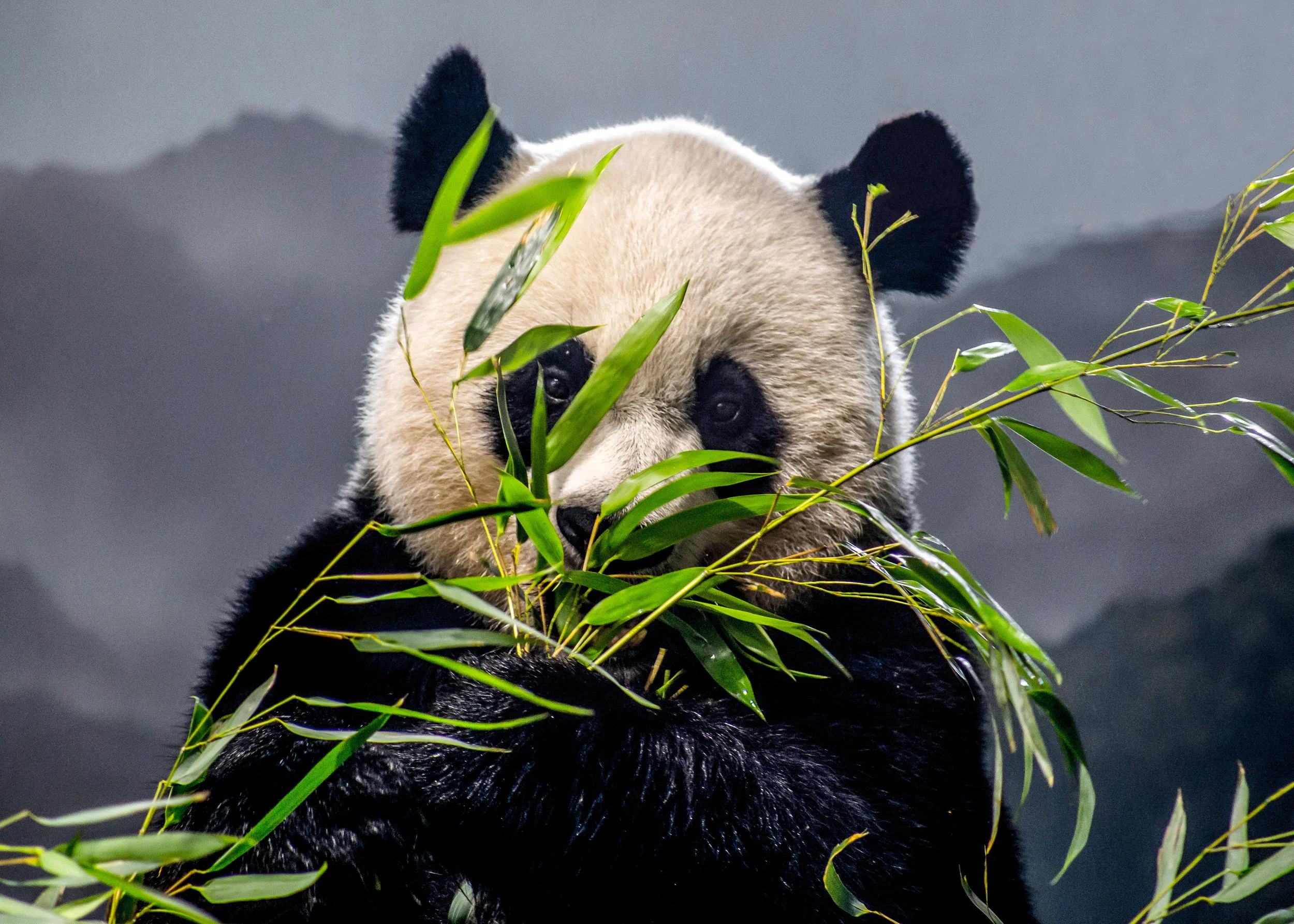 panda-1.jpg